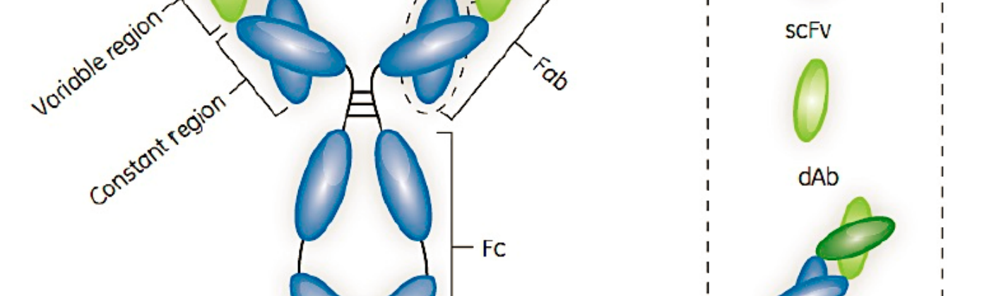 What is an Antibody?